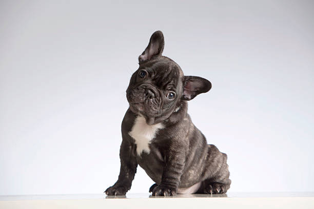 French Bulldog Fashion: Dressing Up Your Frenchie in Style post thumbnail image
