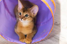 Feline Dynamo: Exploring High-Energy Cat Breeds for Active Homes post thumbnail image