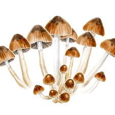 Enchanting Fungi: Magic Mushrooms Available Now! post thumbnail image
